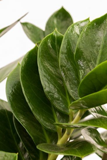 Zamioculcas Zenzi - Glcksfeder