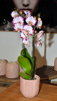 Orchids